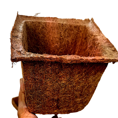 Coco_Pot_Spanish_type-2